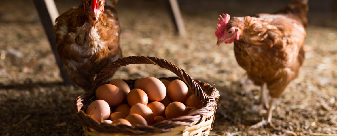 Laying,Hens,Next,To,Basket,Full,Of,Fresh,Eggs,In Laying,Hens,Next,To,Basket,Full,Of,Fresh,Eggs,In