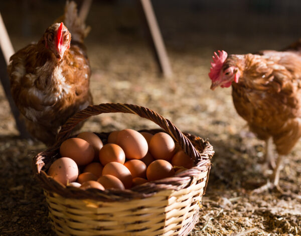 Laying,Hens,Next,To,Basket,Full,Of,Fresh,Eggs,In