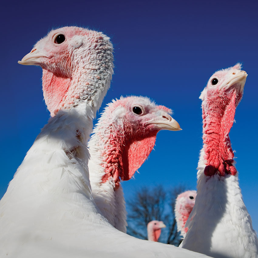 Turkeys